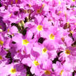 Primula juliae 'Groenekan's Glorie': Bild 7/7