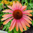 Echinacea purpurea 'Rainbow Marcella': Bild 6/8