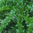 Berberis verruculosa: Bild 1/5
