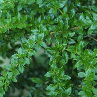 Berberis verruculosa