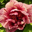Paeonia Intersec. 'All That Jazz': Bild 1/2