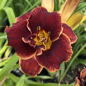 Hemerocallis 'Night Embers'