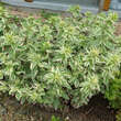 Lysimachia punctata 'Alexander': Bild 6/7