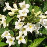 Weigela 'Candida' - Weigelie