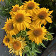Echinacea purpurea 'Papallo Classic Deep Yellow': Bild 3/4