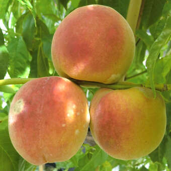 Prunus pers. 'Südhaven'