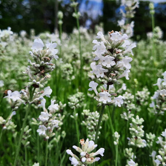 Lavandula angustifolia 'Arctic Snow': Bild 3/3 Lavandula angustifolia 'Arctic Snow': Bild 3/3