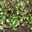 Oxalis acetosella: Bild 2/2