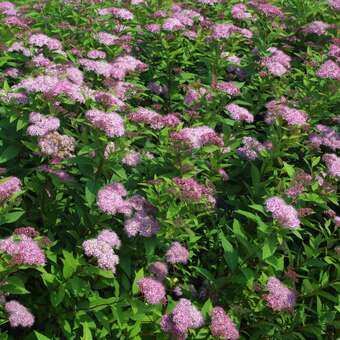 Spiraea japonica 'Pruhoniciana'