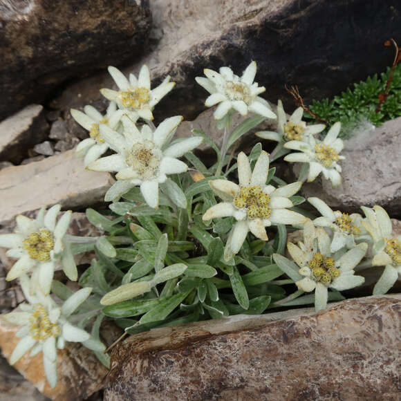 Leontopodium alpinum: Bild 4/9 Leontopodium alpinum: Bild 4/9