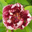 Paeonia Intersec. 'All That Jazz': Bild 2/2
