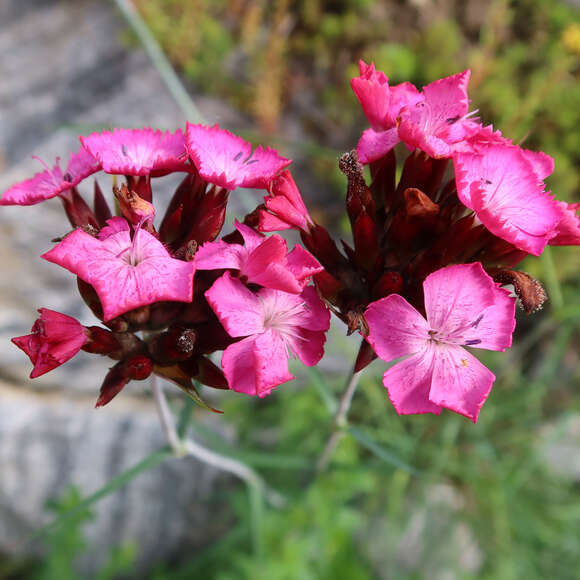 Dianthus carthusianorum: Bild 4/5 Dianthus carthusianorum: Bild 4/5