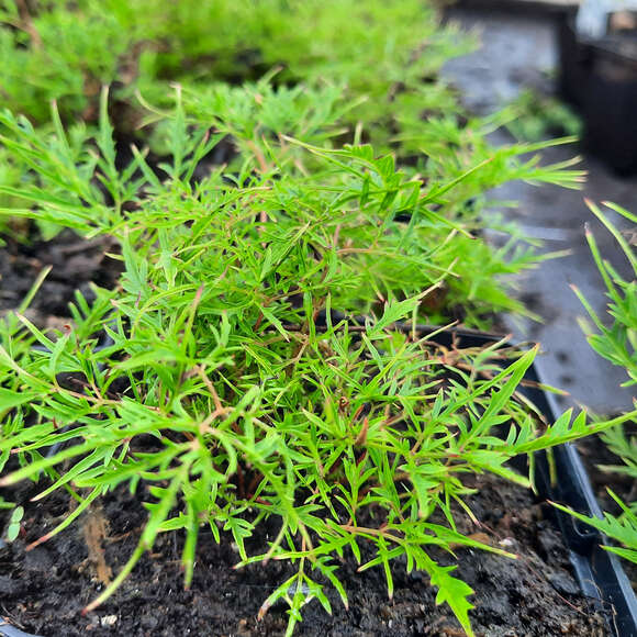 Aruncus dioicus 'Fairy Hair': Bild 1/2 Aruncus dioicus 'Fairy Hair': Bild 1/2