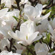Magnolia soulangeana 'Alba Superba': Bild 3/4