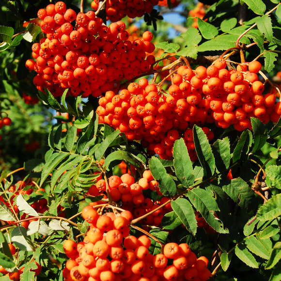 Sorbus aucuparia 'Edulis': Bild 1/6 Sorbus aucuparia 'Edulis': Bild 1/6