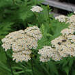 Tanacetum macrophyllum: Bild 1/1