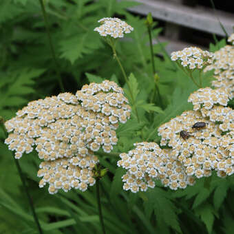 Tanacetum macrophyllum