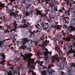 Heuchera 'Forever Purple': Bild 2/2