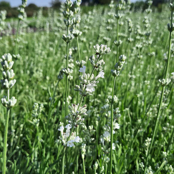 Lavandula angustifolia 'Arctic Snow': Bild 2/3 Lavandula angustifolia 'Arctic Snow': Bild 2/3