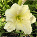 Hemerocallis 'Joan Senior' - Taglilie