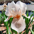 Iris germanica 'Constant Wattez': Bild 1/4