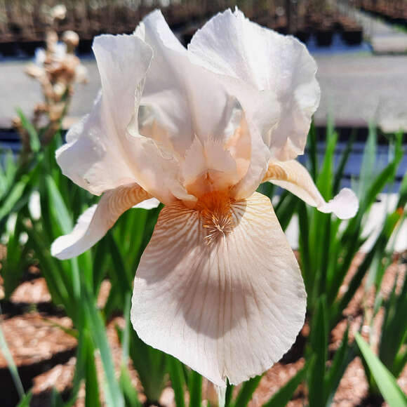 Iris germanica 'Constant Wattez': Bild 1/4 Iris germanica 'Constant Wattez': Bild 1/4