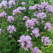 Campanula glomerata 'Caroline': Bild 3/5