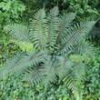 Polystichum polyblepharum: Bild 7/7