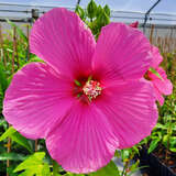 Hibiscus moscheutos - rosa - Sumpfeibisch