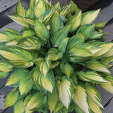 Hosta 'Great Expectations' - Funkie, Herzlilie