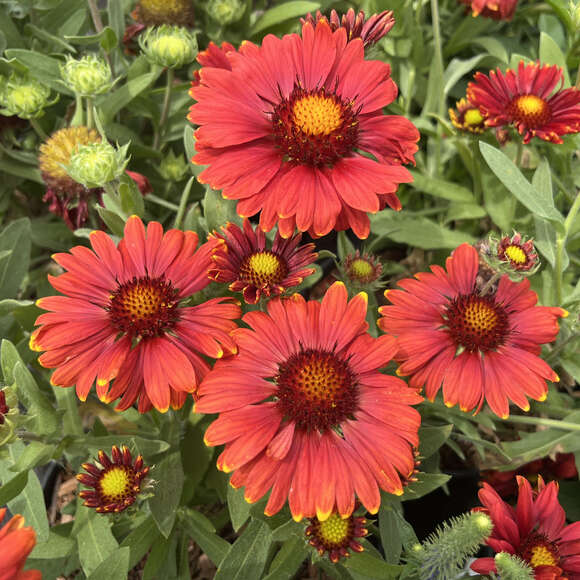 Gaillardia 'Red Shades': Bild 2/2 Gaillardia 'Red Shades': Bild 2/2
