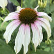 Echinacea purpurea 'Fountain Pink Eye': Bild 2/2