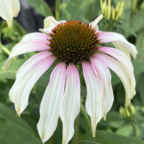 Echinacea purpurea 'Fountain Pink Eye': Bild 2/2 Echinacea purpurea 'Fountain Pink Eye': Bild 2/2