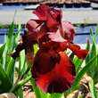 Iris germanica 'Arabian Tapestry': Bild 1/2