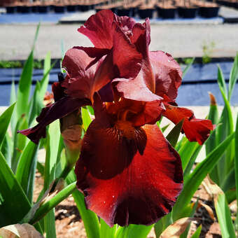 Iris germanica 'Arabian Tapestry'