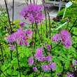 Thalictrum 'Black Stockings': Bild 3/4
