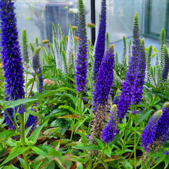 Veronica spicata 'Royal Candles': Bild 1/4 Veronica spicata 'Royal Candles': Bild 1/4