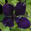 Clematis 'Gipsy Queen': Bild 2/3