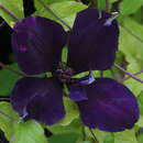 Waldrebe - Clematis 'Gipsy Queen'