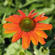Echinacea purpurea 'Papallo Classic Orange': Bild 1/1