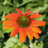 Echinacea purpurea 'Papallo Classic Orange' - Sonnenhut