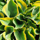 Hosta 'Liberty' - Funkie, Herzlilie