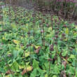 Phlomis russeliana: Bild 5/9