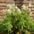 Corydalis ochroleuca: Bild 3/5