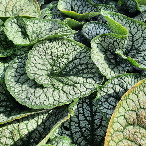 Brunnera macrophylla 'Silver Heart': Bild 2/3 Brunnera macrophylla 'Silver Heart': Bild 2/3