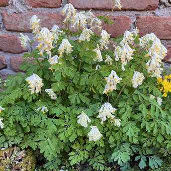 Corydalis ochroleuca
