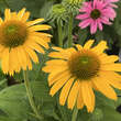 Echinacea purpurea 'Papallo Classic Deep Yellow': Bild 2/4