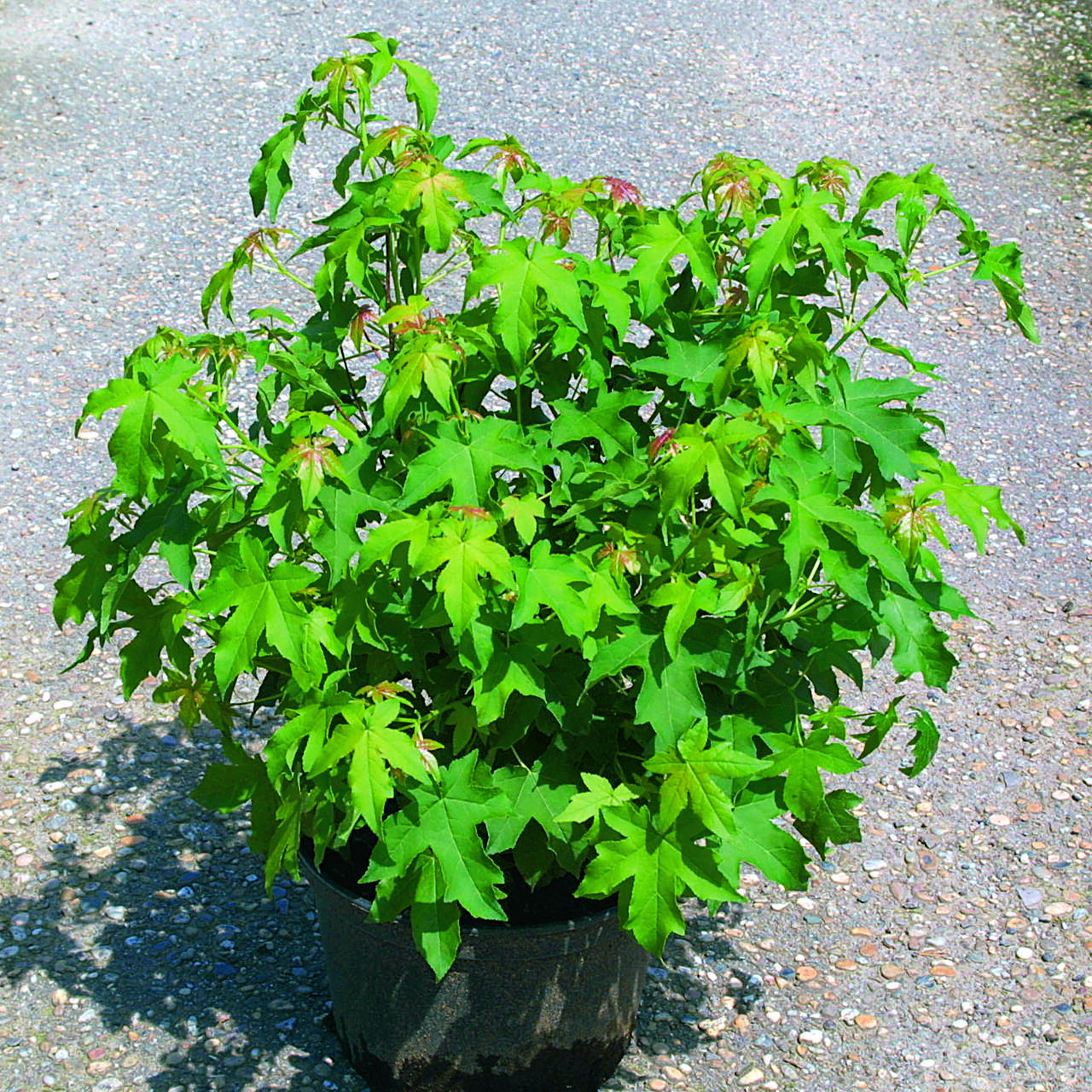 KugelAmberbaum Liquidambar styraciflua 'Gum Ball' grün