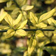 Jasminum nudiflorum 'Aureum': Bild 1/2