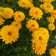 Heliopsis helianthoides 'Goldgefieder': Bild 2/4